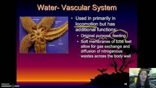 Echinodermata - Basic Characteristics