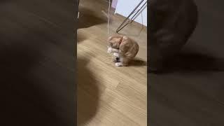토리 어릴 때 방출! #shorts