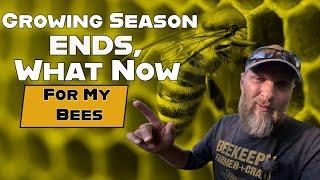 What Should You Be Doing To Help Your Bees Before Winter