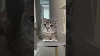 My rich cat  #cat #cute #shortsvideo #vairalcat #shorts