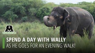 Spend A Day With Wally As He Goes For An Evening Walk!