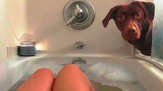 Funniest Dogs and Cats 