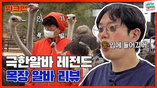  Extreme JobJang Sung Kyu Meets Scary Ostriches & Milks Cows That Poop Like Crazy | Workman ep.103