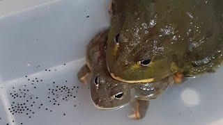 GIANT AFRICAN BULLFROG BREEDING & CALLING !