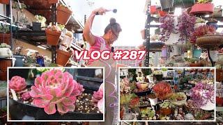 Drowning Succulents in Summer | VLOG #287 | Growing Succulents with LizK