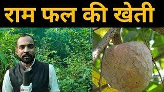 राम फल की खेती कैसे करे Ram Fruit farming -  Kheti kisani