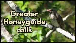 GREATER HONEYGUIDE CALLS - the 'VICtor' call and two chattering guiding calls