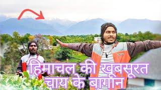 Himachal ki Chai Bagan l VLOG VIDEO l #jharkhandi #chacha (Khilpat the State)