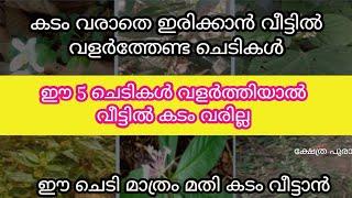 കടം വീട്ടാൻ വീട്ടിൽ വളർത്തേണ്ട ചെടികൾ...vastu tips...jyothisham malayalam..astrology..lucky plants