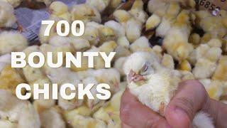 Viteral Vitamins for 700 Bounty Chicks from Caticlan! Maganda kaya?