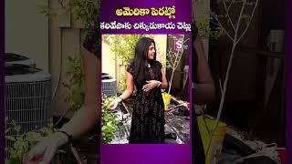 Growing Curry Leaves & Legume in America | Suddala Jwala Chaitanya | Lyricist Suddala AshokTeja