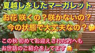 夏越ししたマーガレット お花咲くの？咲かないの？大丈夫なの？のご紹介と初心者さん向け基本的なお世話のご紹介・ボンザマーガレット（ルビー）・シンプリーコーラル・デイジーイエロー