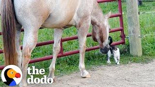 Horses Rescue A Tiny Kitten | The Dodo