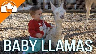 Welcoming in Spring with my Boys - Ep.#11 - Llama Life