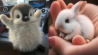 AWW Animals SOO Cute! Cute baby animals Videos Compilation cute moment of the animals #20