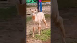 $hort#cute animal white Llama#foryou#youtube#shorts# viral#khansa sahar