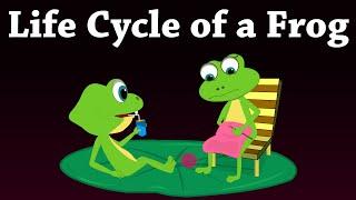 Life Cycle of a Frog | #aumsum #kids #science #education #children