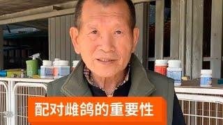 卓文恭談配對雌鴿的重要性