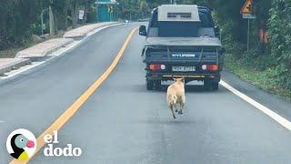 Esta mamá persigue a un camión que lleva a sus cachorros | El Dodo