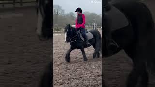 Riding Axl in a Group riding lesson!it was my 4th time ever riding him and he was so good!#horseride