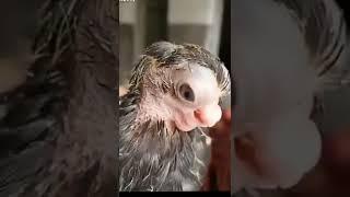 Penampakan Anak Ayam Berwajah Aneh, unik dan serem Subhanau'allah #shorts