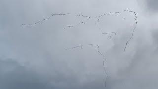 Geese flying in formation