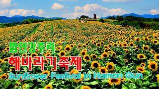 2024함안해바라기축제 4k드론영상 | 강주해바라기축제 | 함안가볼만한곳 | sunflower_festival  | drone video | 4k Drone Footage 125