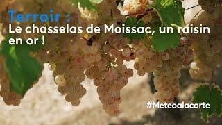 Terroir : le chasselas de Moissac, un raison en or !