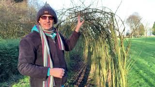 3a How to keep your Living Willow Tunnel thriving.