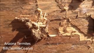 Arizona Termites