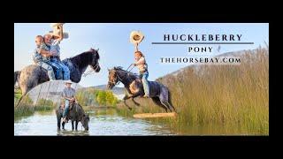 "Meet Huckleberry" Blue Roan Pony Mare For Sale (Ranch/Trail/Youth)