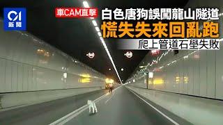 車Cam直擊｜唐狗誤闖龍山隧道　慌失失來回奔跑車｜01新聞｜龍山隧道｜車cam｜唐狗｜迷路｜