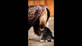 Kitten Playing with an Eagle - Unlikely Animal Friendship #amazinganimals #wildlifeconnection