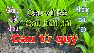 Giá cau giống trái dài và cau giống vú bò xuất khẩu. Không cau tạp.