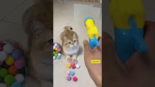 Hilarious Cat Reacts to Ball Launcher-Perfect for Pet Lovers!