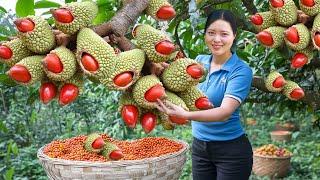 Harvesting Red Michelia Tonkinensis Doi Doi Fruit Go To The Market Sell|Harvesting Farm Produce