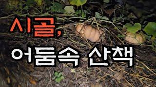 시골의 밤,새벽은 얼마나 어두울까??  새벽산책?? - countryside life