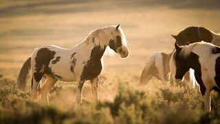 World of Wild Horses with Stallions Mares and Foals of Wyoming by Karen King