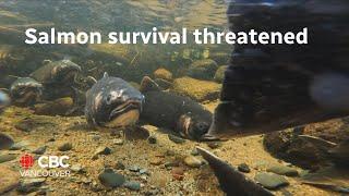 Salmon survival at risk after years of heat and drought, experts warn