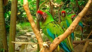 Illegal Wildlife Trafficking in Colombia part 1 - TvAgro por Juan Gonzalo Angel
