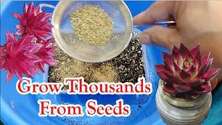 How to Grow Succulent From Seeds