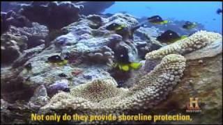 Coral Reef Conservation