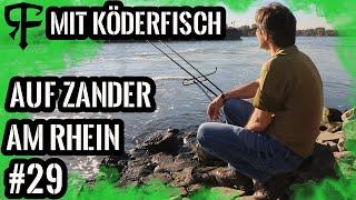 So wird`s gemacht Zanderangeln am Rhein mit dem toten Köderfisch# Online Guiding Part# 10