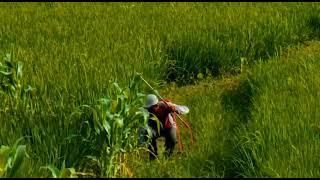 keindahan sawah pedesaan kp. jaralang