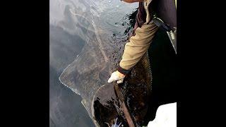 Catching a GIANT halibut & releasing after measuring it