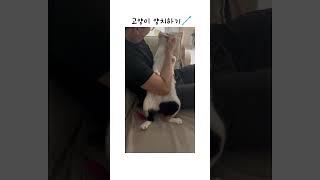 #고양이 #양치 #삼색이 #cat #냥춘기