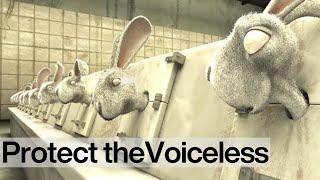 Bright Eyes: End Cosmetics Testing on Animals NOW