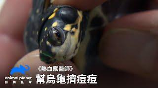 幫星點龜擠痘痘？｜熱血獸醫師｜動物星球頻道