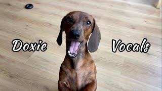 Mini dachshund vocals (so much more than just barking)