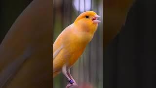 Canary Singing birds sounds at its best | Melodies Canary Bird song #bird #canary #shorts